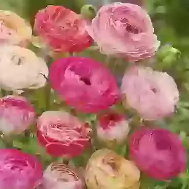 Picotee Pink